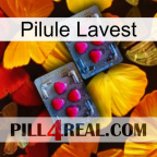 Lavest Pill 14